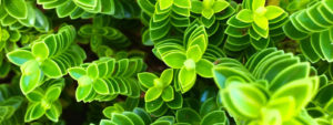 Pantone 2017 Green Leaves