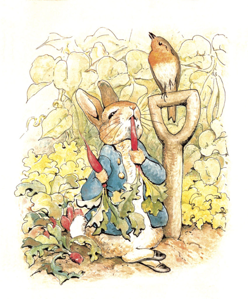 Children's Book Illustrations Peter Rabbit